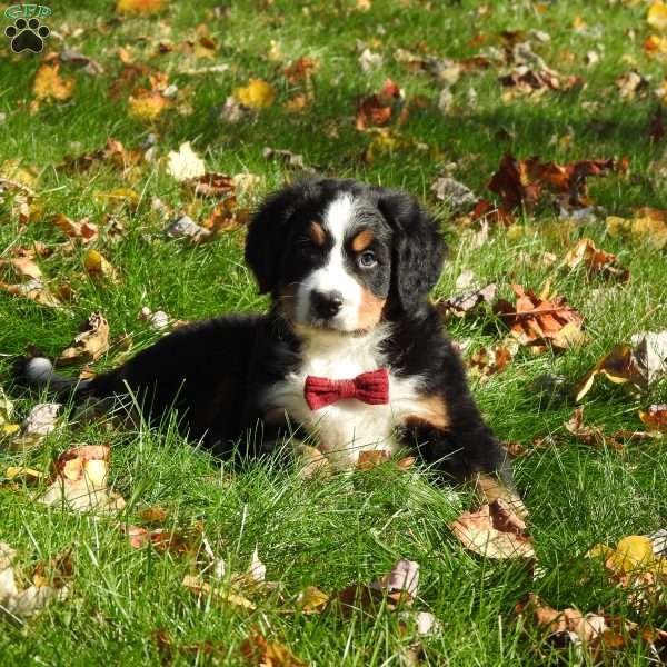 Braxton, Bernese Mountain Dog Puppy